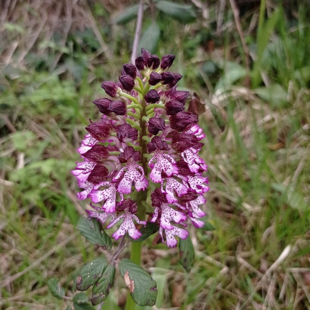 orchidee-Casentino